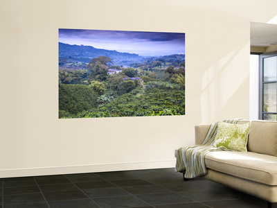 Colombia, Caldas, Manizales, Chinchina, Coffee Plantation At Hacienda De Guayabal At Dawn by Jane Sweeney Pricing Limited Edition Print image