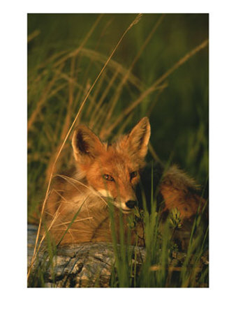 Close View Of A Red Fox At Rest by Roy Toft Pricing Limited Edition Print image