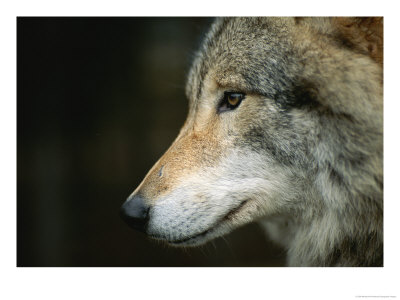Close View Of Wolf by Mattias Klum Pricing Limited Edition Print image
