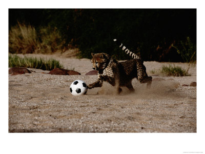 A Domesticated African Cheetah Shows Its Natural Speed While Playing With A Soccer Ball by Chris Johns Pricing Limited Edition Print image