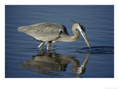 A Great Blue Heron Wades On Stilt-Like Legs While Foraging For Food by Bates Littlehales Pricing Limited Edition Print image