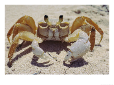 A Ghost Crab Assumes A Defensive Posture by James L. Stanfield Pricing Limited Edition Print image