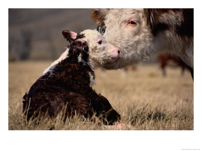 Hereford Cow With Calf by Sam Abell Pricing Limited Edition Print image