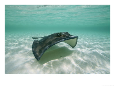 A Southern Stingray Glides Gracefully Through Pristine Water by Wolcott Henry Pricing Limited Edition Print image