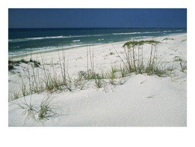 Dune Grasses Hold White Sand In Place Along A Stretch Of Beach by Raymond Gehman Pricing Limited Edition Print image