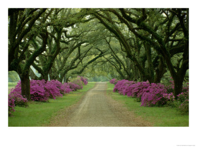 A Beautiful Pathway Lined With Trees And Purple Azaleas by Sam Abell Pricing Limited Edition Print image