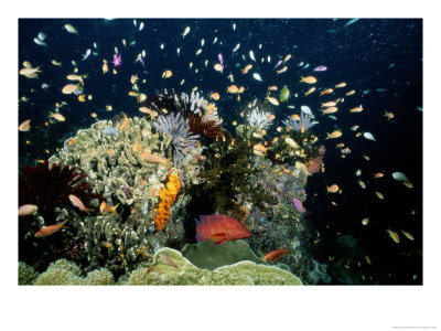 Fish Abound In A Coral Reef Off The Coast Of Papua New Guinea by Wolcott Henry Pricing Limited Edition Print image
