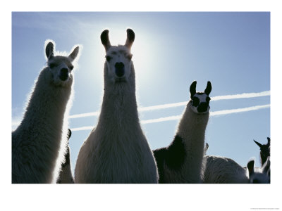 Close-Up Of Three Llamas by David Boyer Pricing Limited Edition Print image