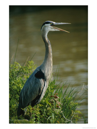 A Great Blue Heron Stands In A Marsh by George Grall Pricing Limited Edition Print image