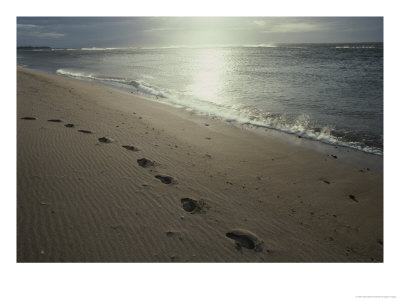 Footprints In The Sand On A Beach by Todd Gipstein Pricing Limited Edition Print image