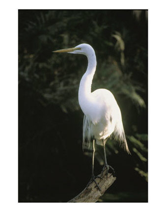 A White Egret Perches On A Tree Stump by Ed George Pricing Limited Edition Print image