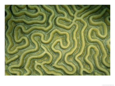 Close-Up Of The Exterior Of Brain Coral by Wolcott Henry Pricing Limited Edition Print image