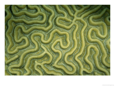 Close-Up Of The Exterior Of Brain Coral by Wolcott Henry Pricing Limited Edition Print image