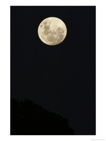 A Full Moon Glows Over Dark Treetops by George Grall Pricing Limited Edition Print image