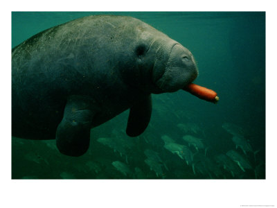 A West Indian Manatee Eats A Carrot by Sartore & Stancampiano Pricing Limited Edition Print image