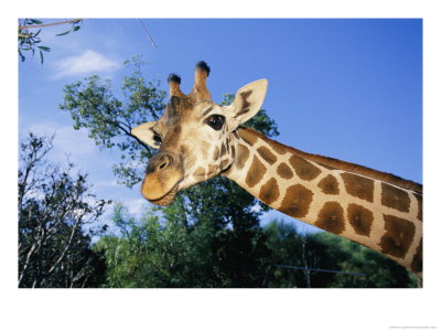 Close View Of A Giraffe Looking Down Into The Camera by Nick Caloyianis Pricing Limited Edition Print image