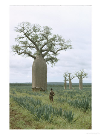 A Man Looks At A Baobab Tree by Luis Marden Pricing Limited Edition Print image