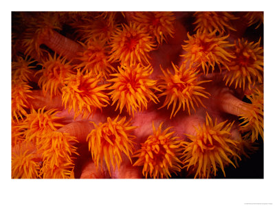 A Close View Of Flower-Like Coral Polyps by Wolcott Henry Pricing Limited Edition Print image