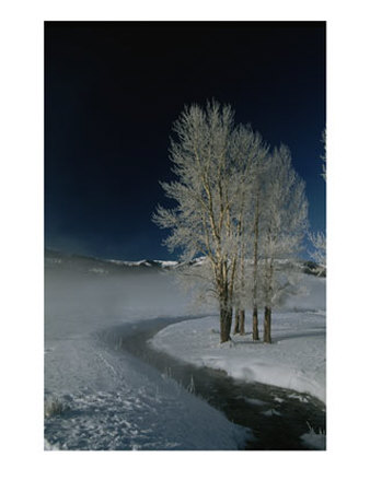 Frosty Cottonwood Trees Standing Near A Steamy Creek In Snowy Scene by Tom Murphy Pricing Limited Edition Print image