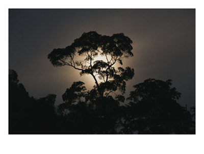 Yang Canyon Tree Silhouetted At Sunset by Raymond Gehman Pricing Limited Edition Print image