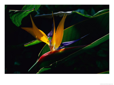 Bird Of Paradise Flower by Raymond Gehman Pricing Limited Edition Print image