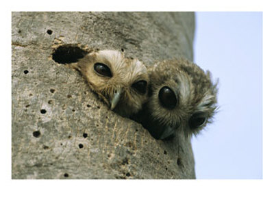 Two Cuban Screech Owls Peer From Their Nest In A Rotted Palm Tree by Steve Winter Pricing Limited Edition Print image