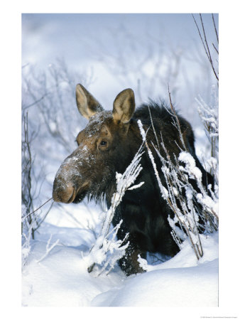 Portrait Of A Moose In The Snow by Michael S. Quinton Pricing Limited Edition Print image