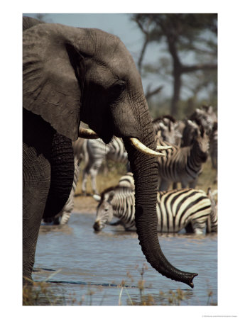 An African Elephant Drinks From A Water Hole Shared By A Herd Of Plains Zebras by Beverly Joubert Pricing Limited Edition Print image