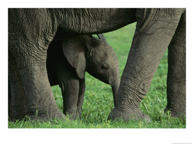 A Baby African Elephant Stands Under An Adult by Norbert Rosing Pricing Limited Edition Print image