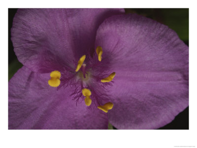 A Close View Of A Beautiful Pink Flower, With Stamens Clearly Visible by Bates Littlehales Pricing Limited Edition Print image