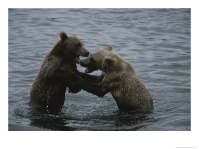 A Pair Of Grizzly Bears, Ursus Arctos, Tussle In The Water by Karen Kasmauski Pricing Limited Edition Print image