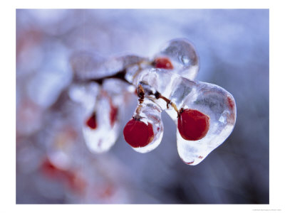 Ice-Covered Berries by Henryk T. Kaiser Pricing Limited Edition Print image
