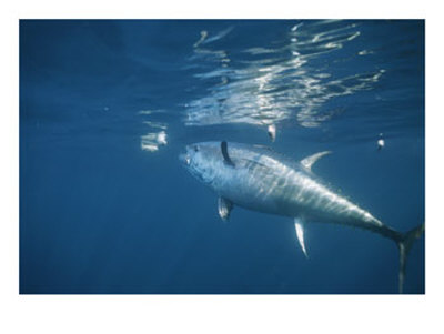 A Giant Bluefin Tuna Feeds At The Waters Surface by Brian J. Skerry Pricing Limited Edition Print image