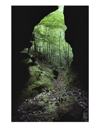 A View Into A Forest From A Woodland Cave by Bill Curtsinger Pricing Limited Edition Print image