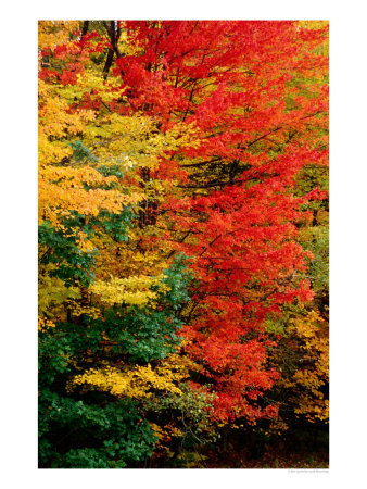 Colourful Autumn Foliage, Usa by Izzet Keribar Pricing Limited Edition Print image