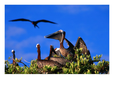Brown Pelicans Nesting Amongst Red Mangrove, Cayos Cochinos, Islas De La Bahia, Honduras by Ralph Lee Hopkins Pricing Limited Edition Print image