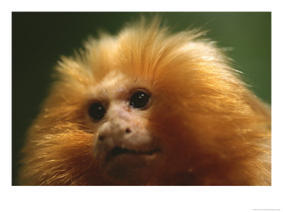 A Portrait Of A Golden Lion Tamarin by Joel Sartore Pricing Limited Edition Print image