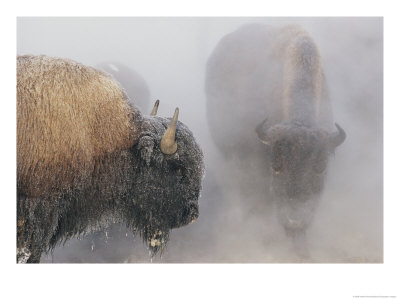 Bison Stand In Steam And Snow by Norbert Rosing Pricing Limited Edition Print image