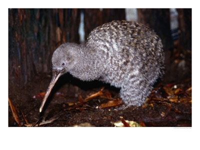 Little Spotted Kiwi (Apteryx Owenii) On The Forest Floor, New Zealand by Oliver Strewe Pricing Limited Edition Print image