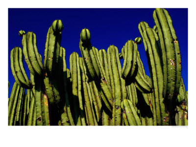 Cactus Againt A Oaxacan Sky In Yagul, Oaxaca, Mexico by Jeffrey Becom Pricing Limited Edition Print image