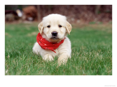 Six-Week-Old Golden Retriever Puppy by Frank Siteman Pricing Limited Edition Print image