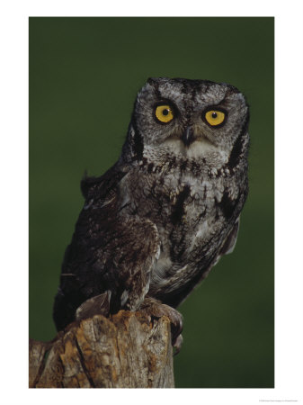 Screech Owl by Russell Burden Pricing Limited Edition Print image
