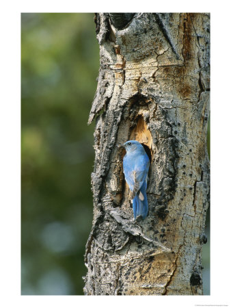 Mountain Bluebird At Nest On Tree Trunk by Norbert Rosing Pricing Limited Edition Print image