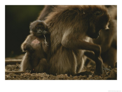 A Young Gelada, Theropithecus Gelada, Nibbles On A Piece Of Grass by Michael Nichols Pricing Limited Edition Print image