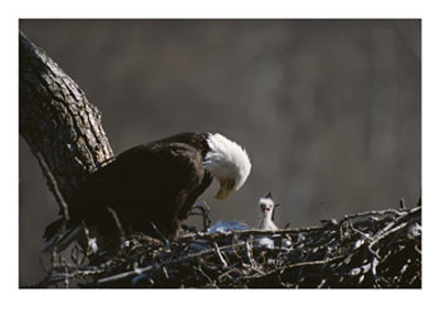 An American Bald Eagle And Chick by Roy Toft Pricing Limited Edition Print image