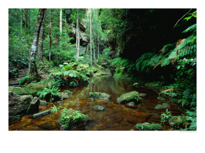 Temperate Rainforest At Greaves Creek, Feature Of Grand Canyon Walk Blue Mountains Np, Australia by Ross Barnett Pricing Limited Edition Print image