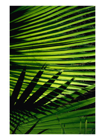 Detail Of Palm Fronds, Soufriere, St. Lucia by Wayne Walton Pricing Limited Edition Print image