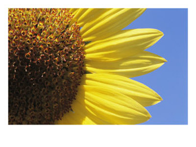 A Close View Of A Sunflower by Heather Perry Pricing Limited Edition Print image