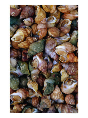 Whelks On Sale At A Seafood Market, Treguier, Brittany, France by Jean-Bernard Carillet Pricing Limited Edition Print image