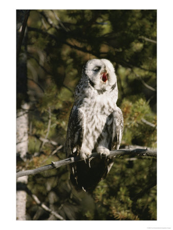 A Great Gray Owl Yawns As It Perches On A Tree Branch by Tom Murphy Pricing Limited Edition Print image